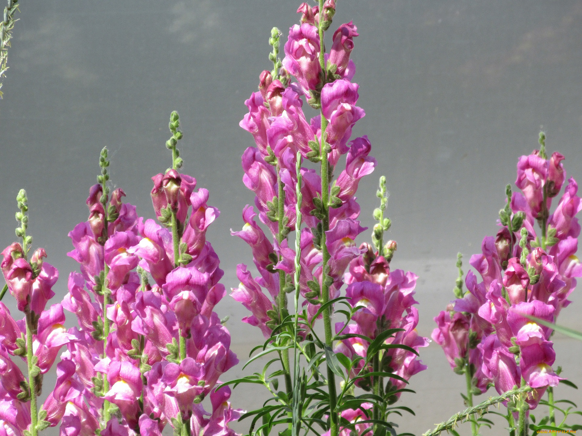 цветы, львиный, зев, весна, 2018