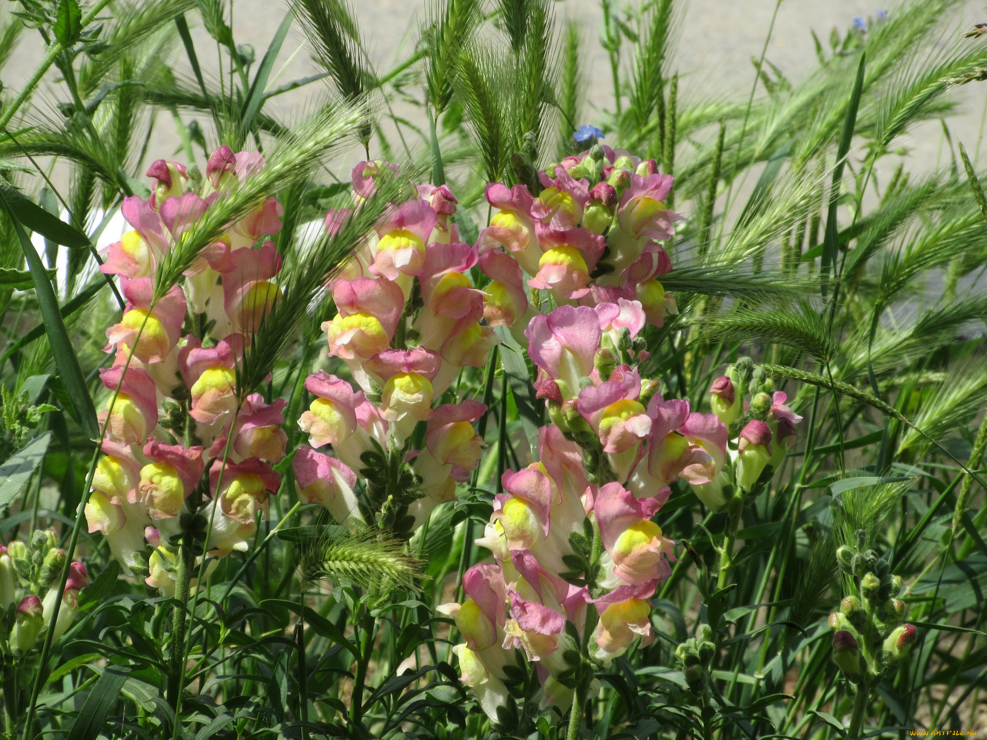 цветы, львиный, зев, весна, 2018