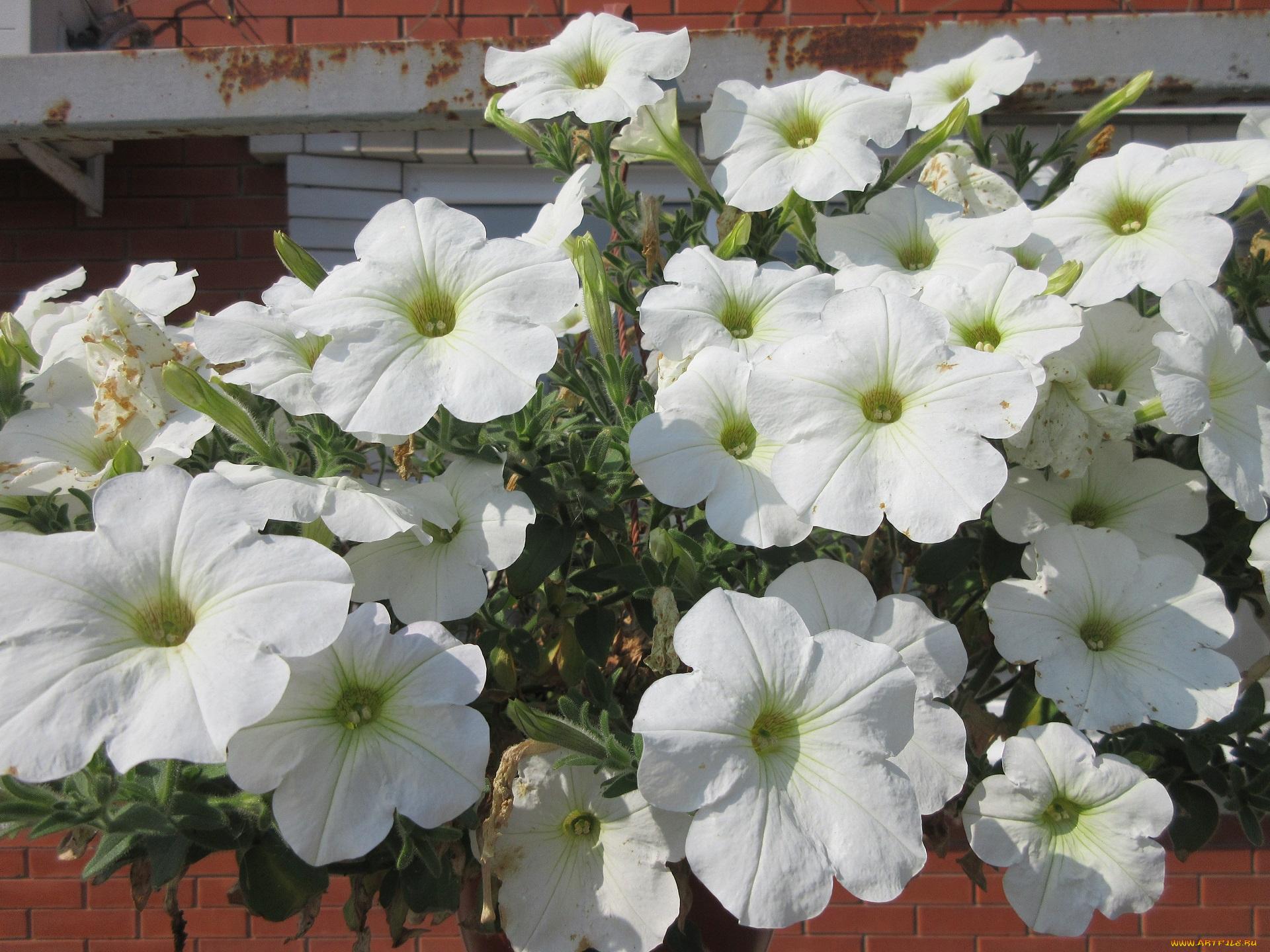 цветы, петунии, , калибрахоа, весна, 2018