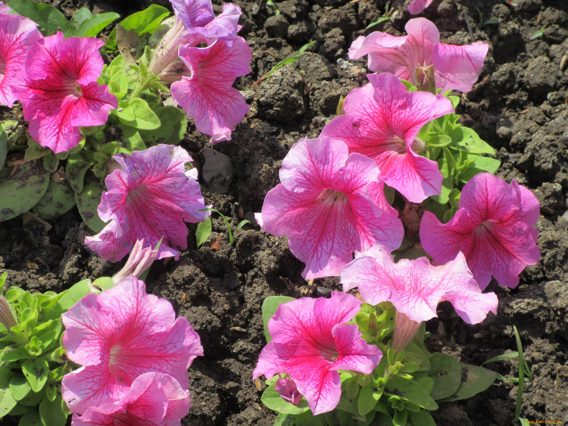 цветы, петунии, , калибрахоа, весна, 2018