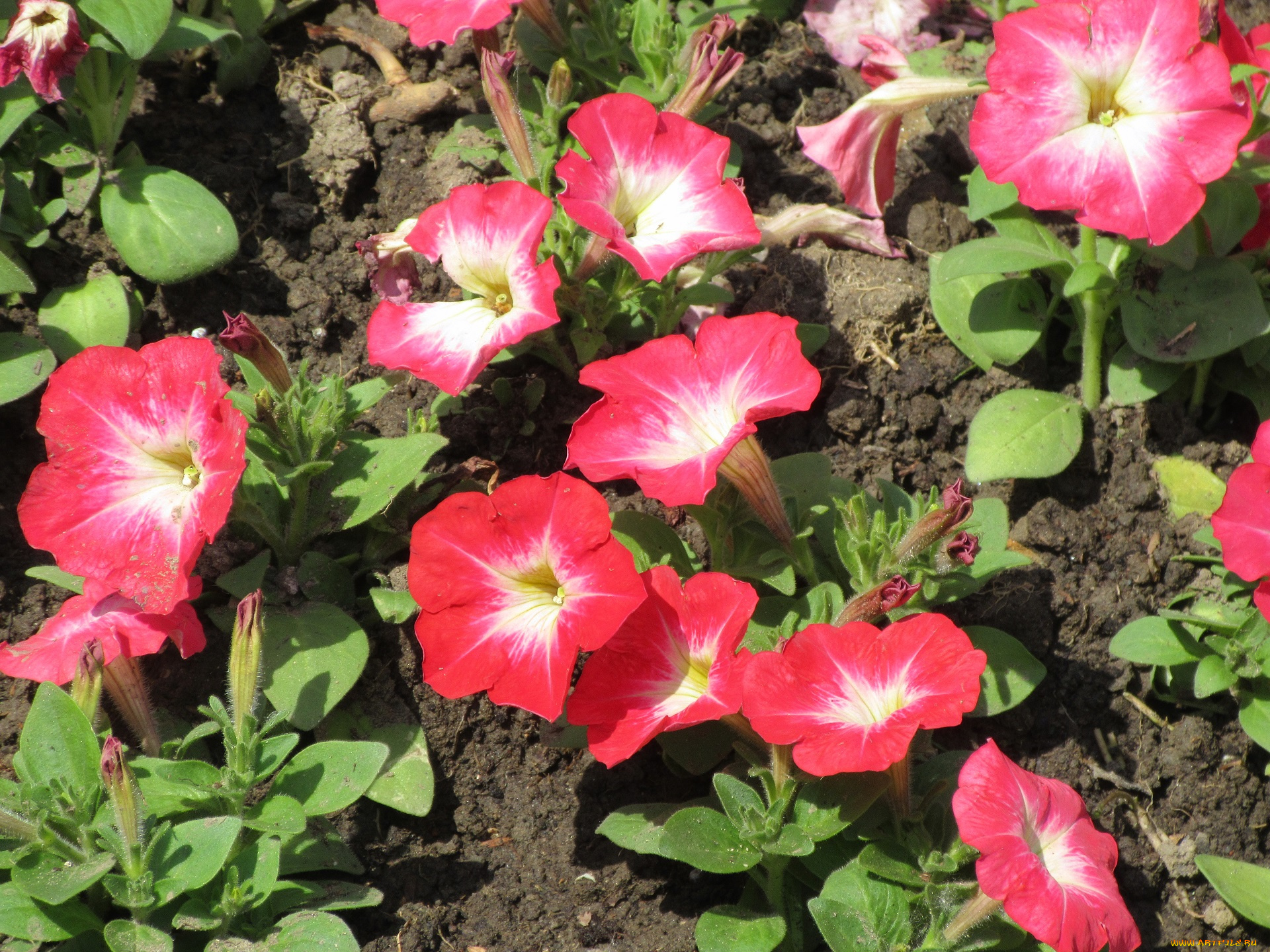 цветы, петунии, , калибрахоа, весна, 2018