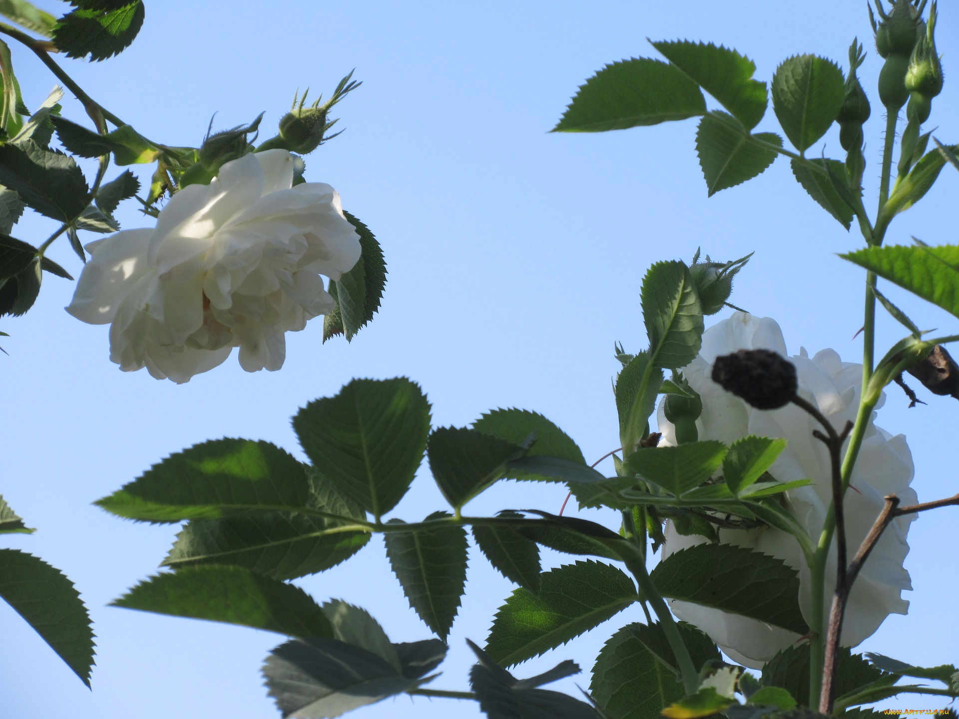 цветы, розы, весна, 2018