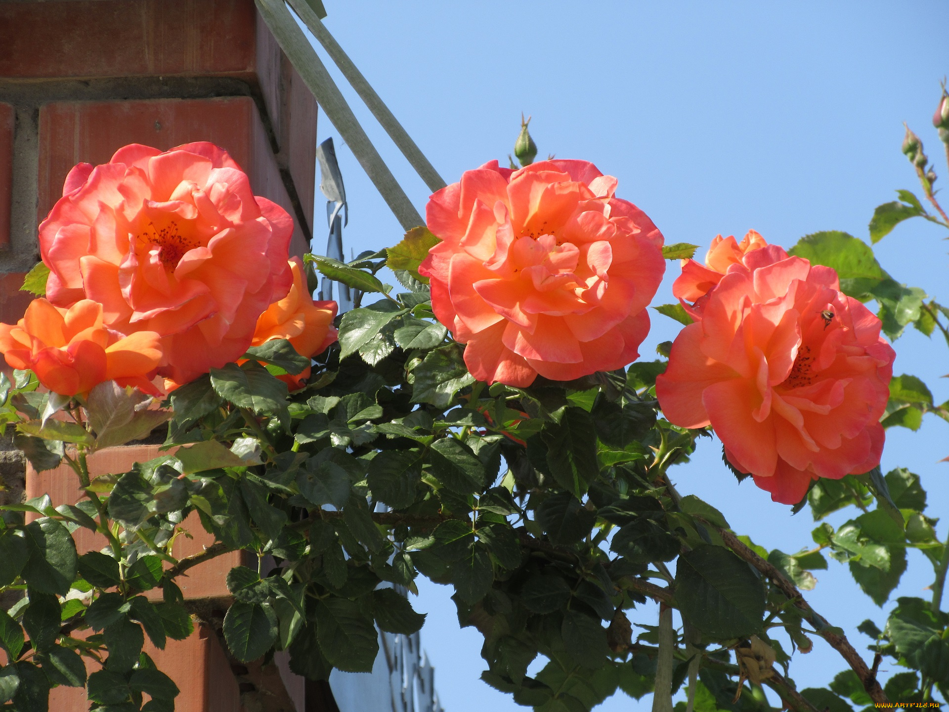 цветы, розы, весна, 2018