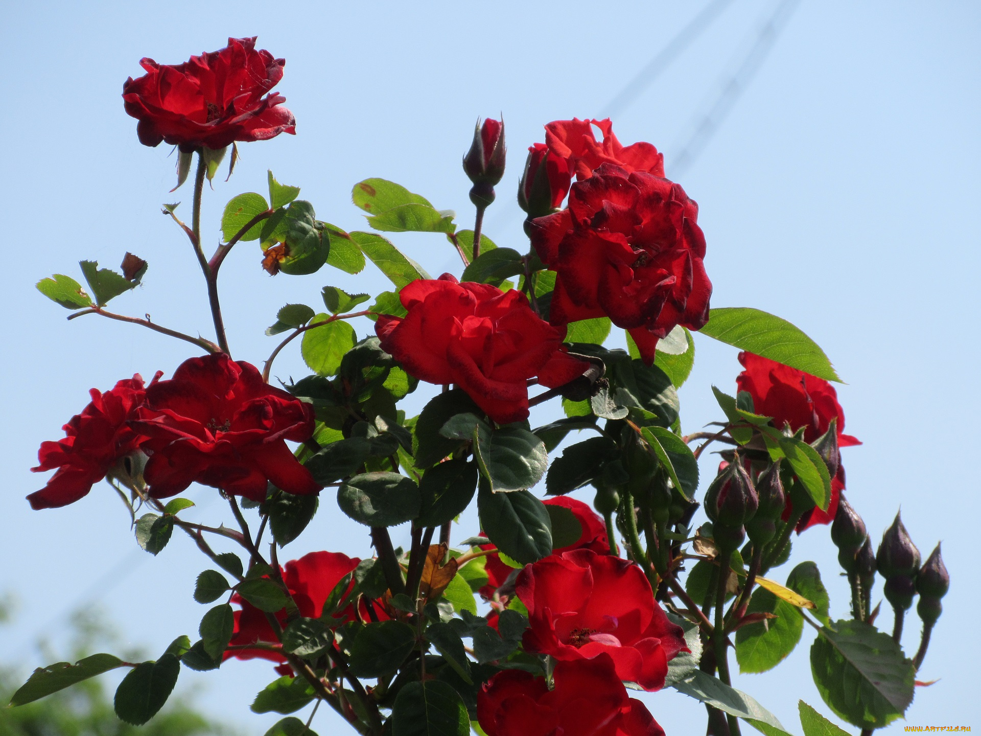 цветы, розы, весна, 2018