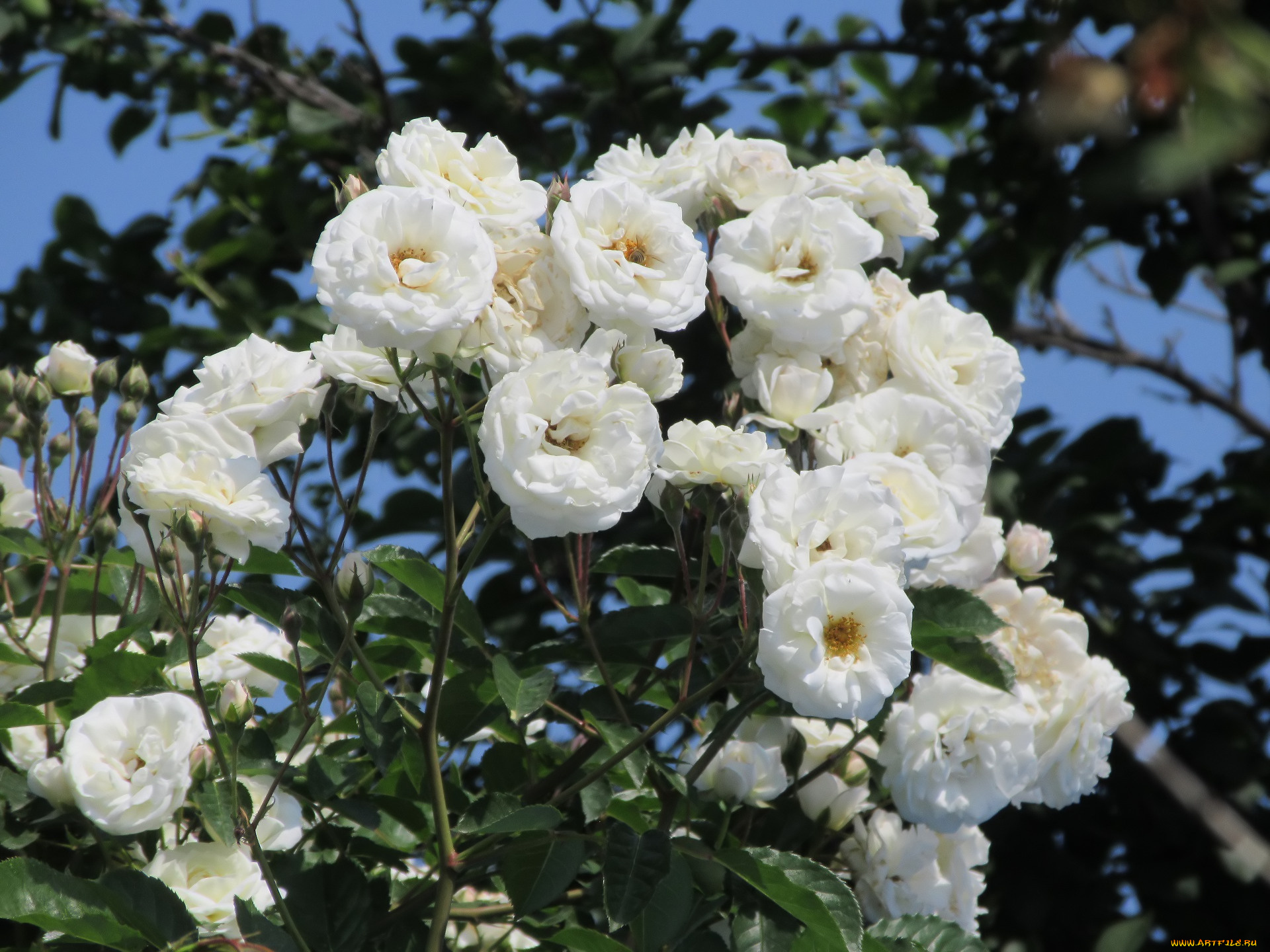 цветы, розы, весна, 2018