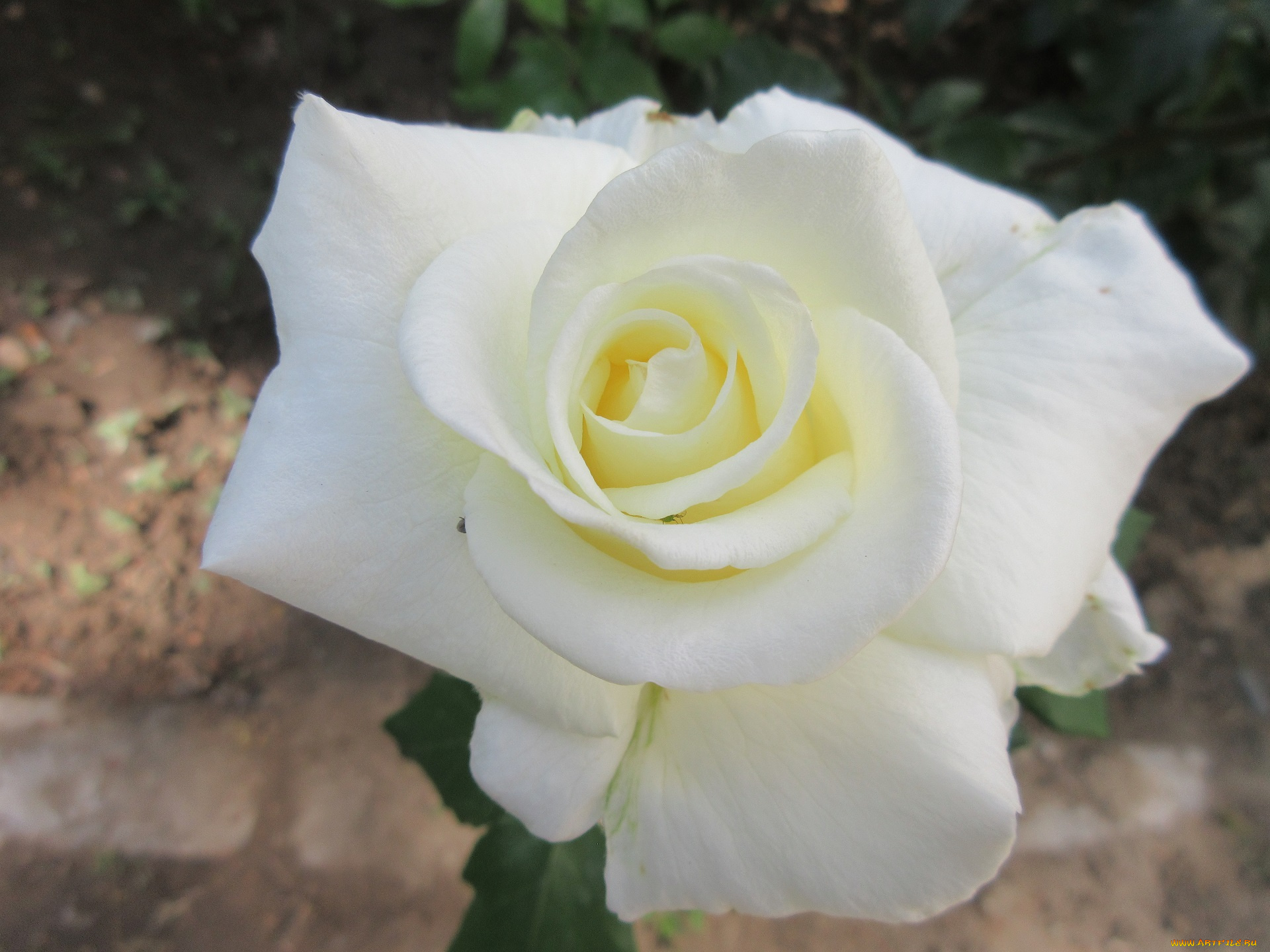 цветы, розы, весна, 2018