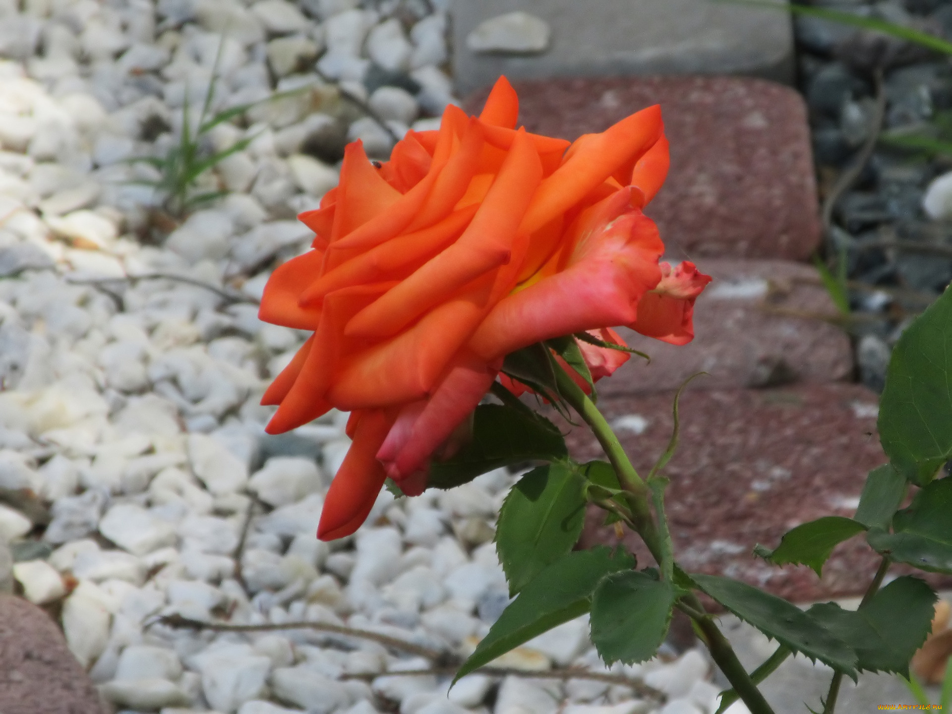 цветы, розы, весна, 2018