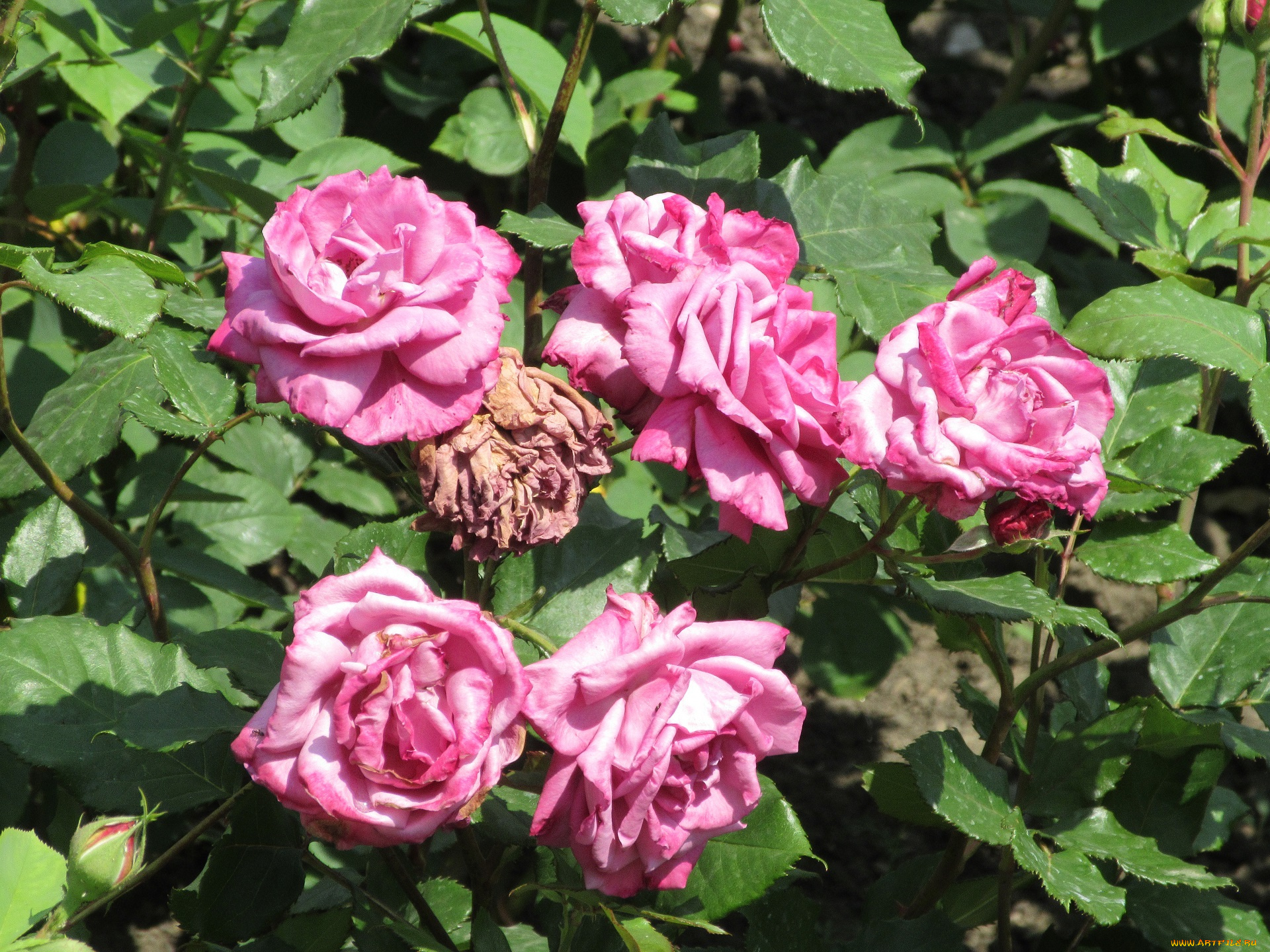 цветы, розы, весна, 2018