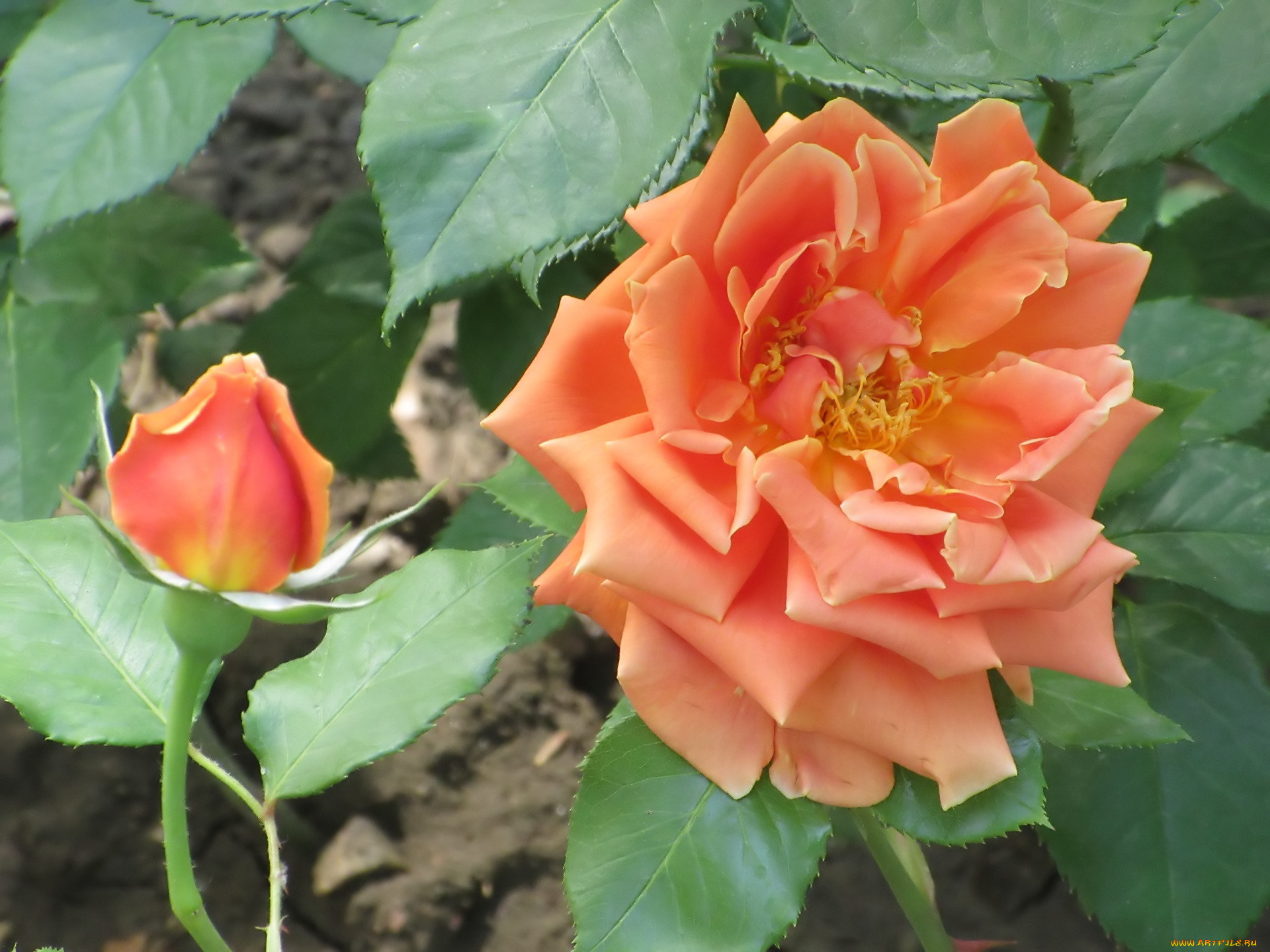 цветы, розы, весна, 2018