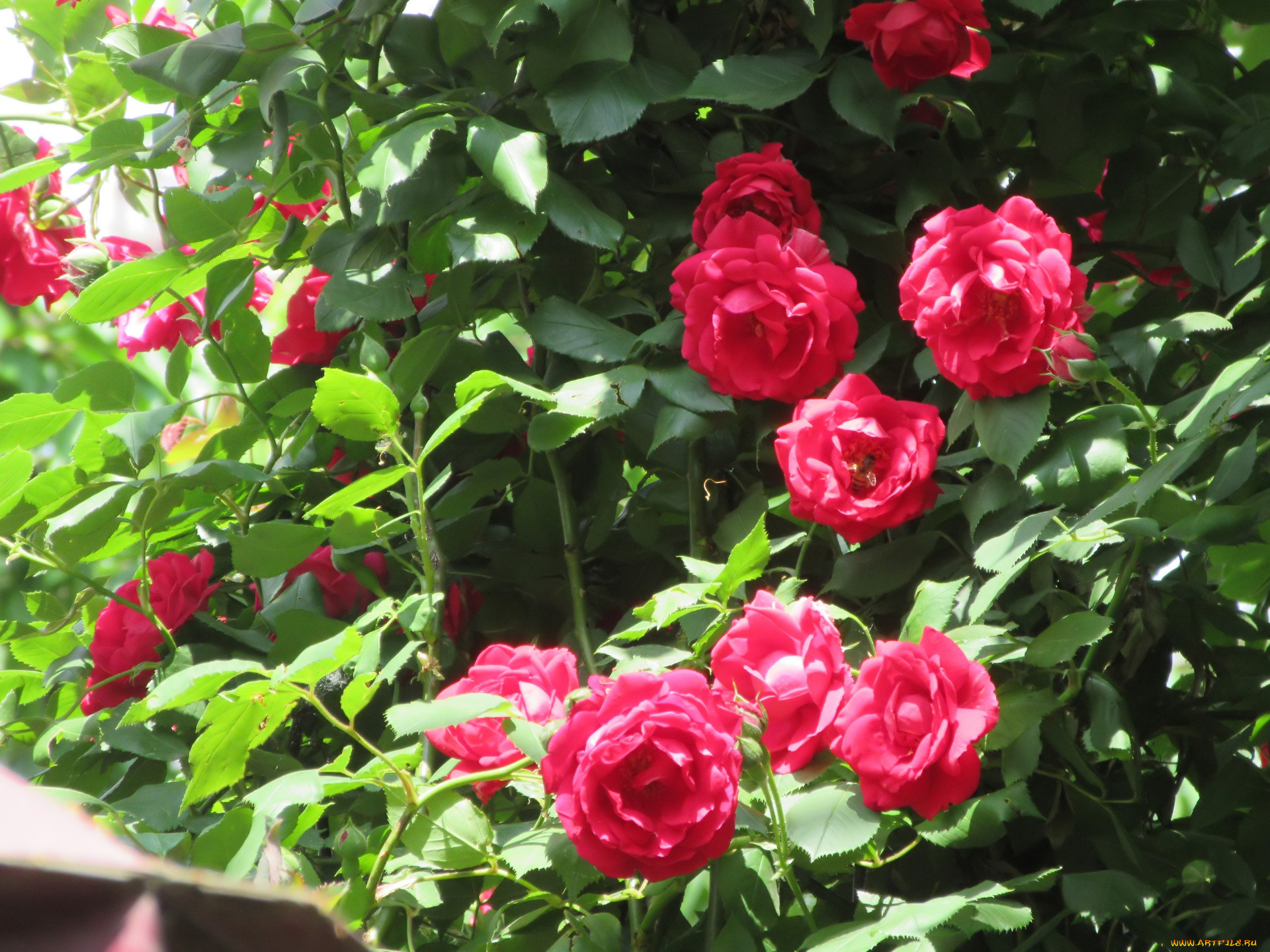 цветы, розы, весна, 2018