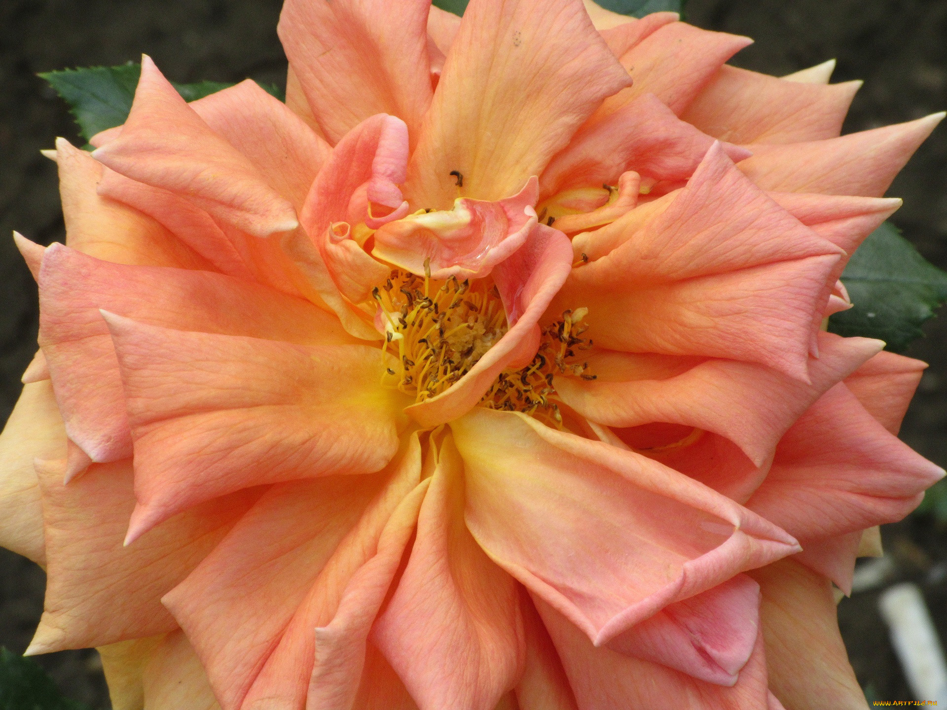 цветы, розы, весна, 2018