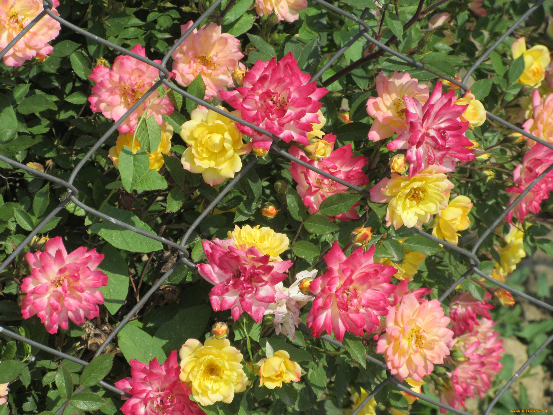 цветы, розы, весна, 2018