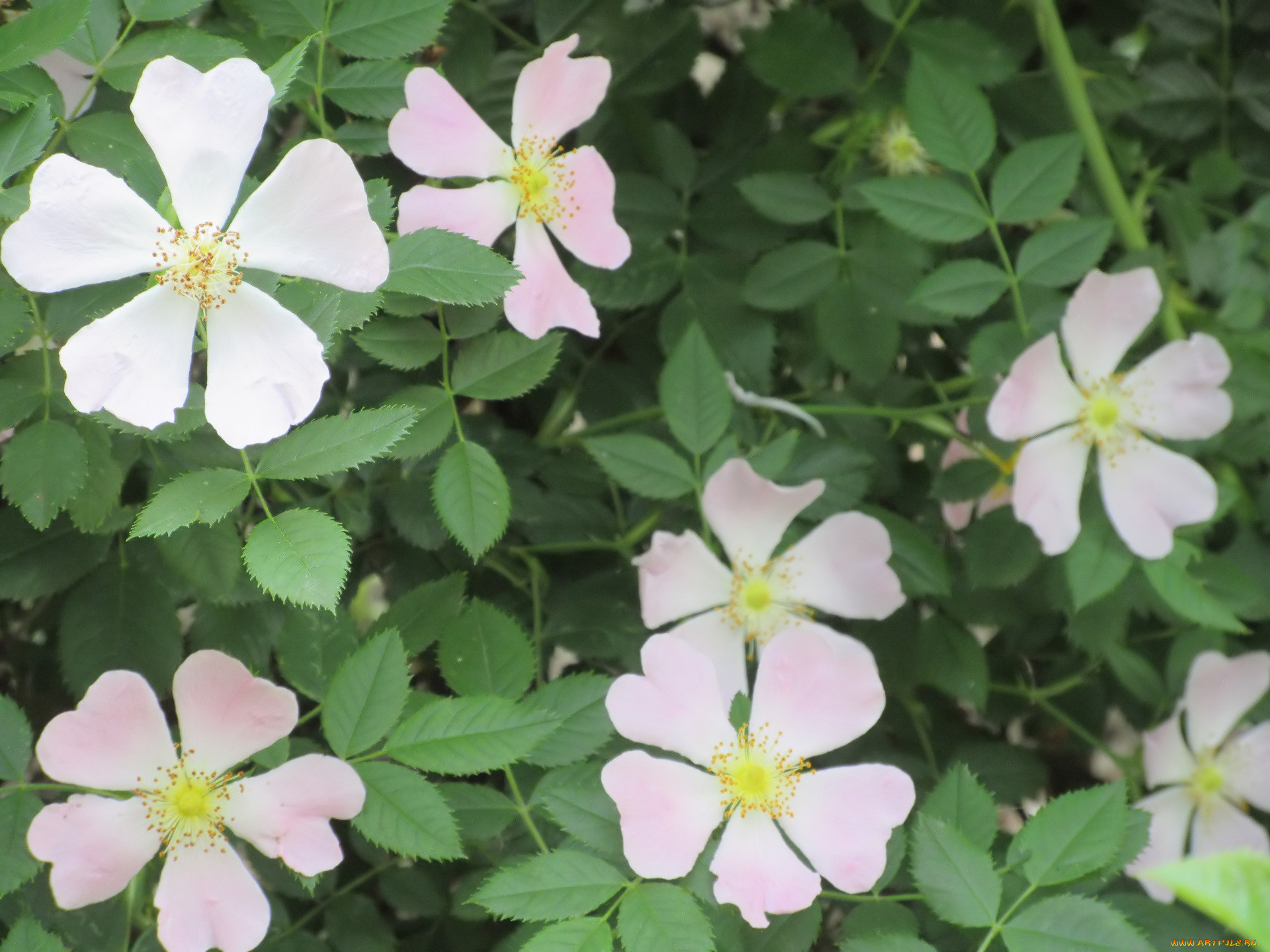 цветы, шиповник, весна, 2018