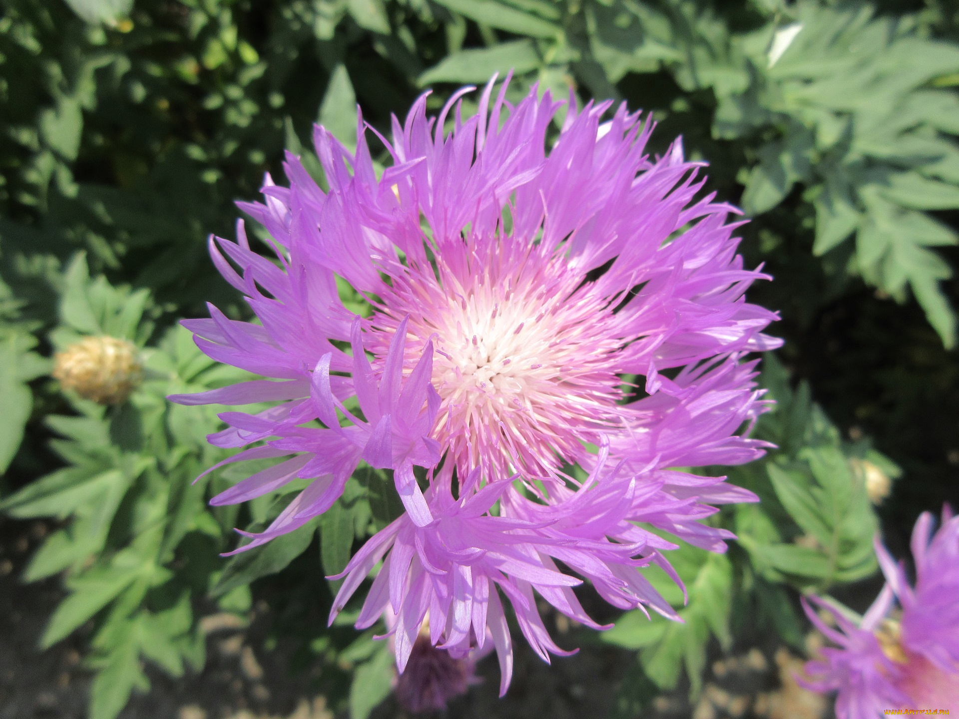 цветы, весна, 2018