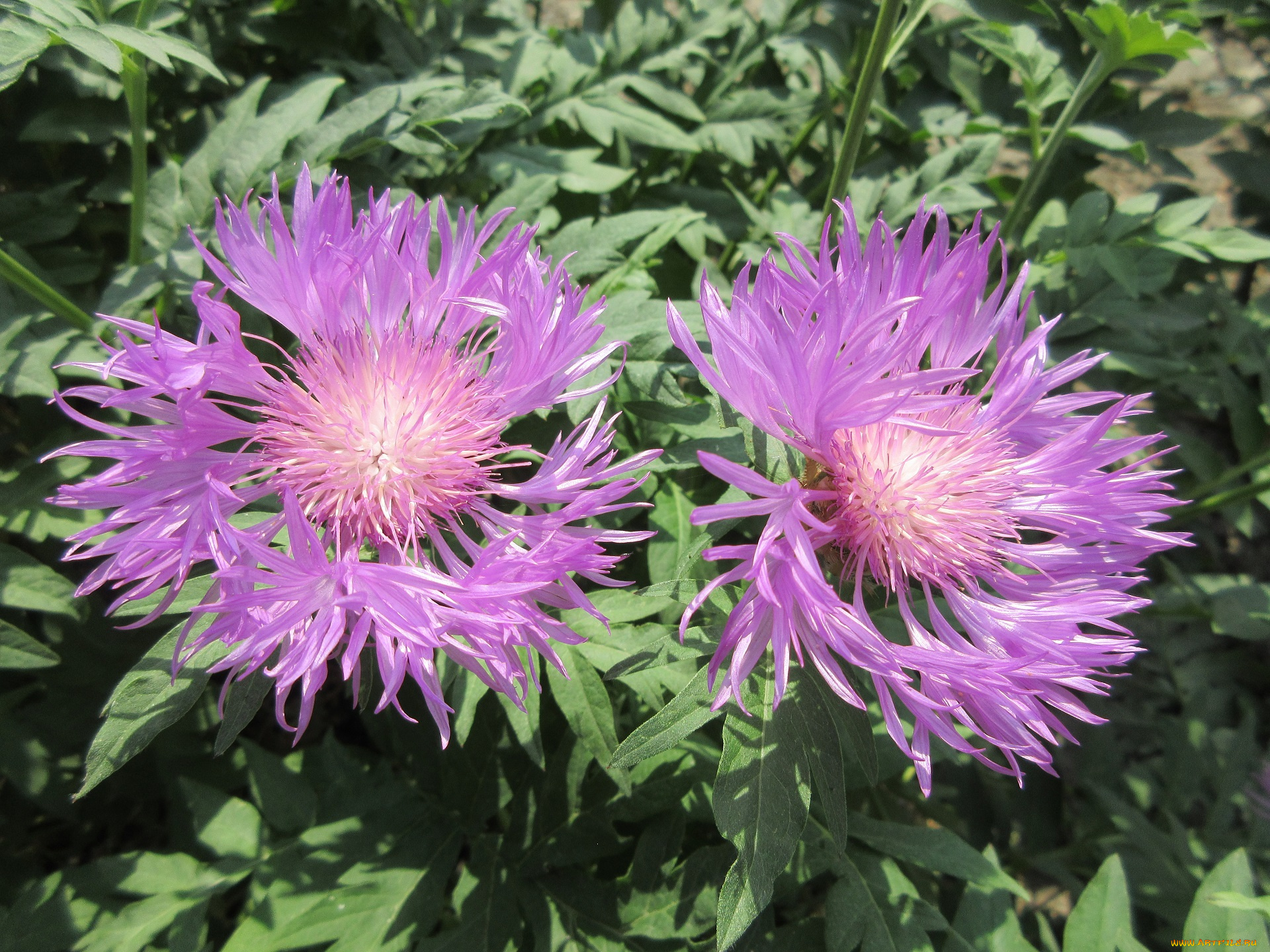 цветы, весна, 2018