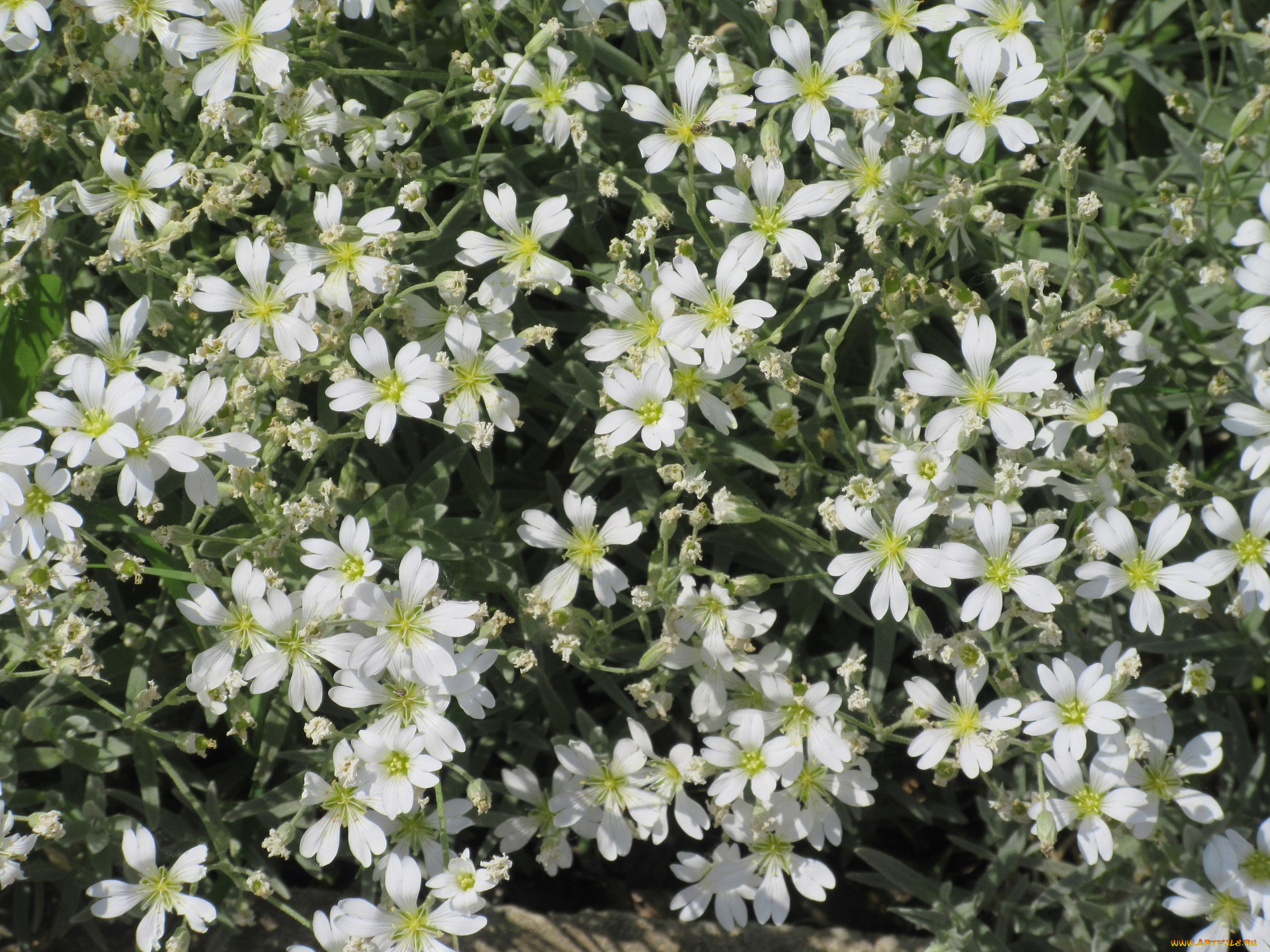 цветы, весна, 2018