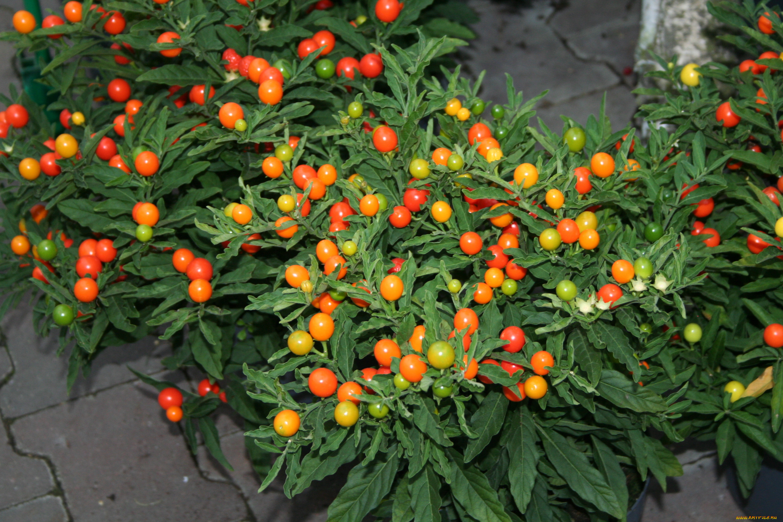 природа, плоды, помидоры