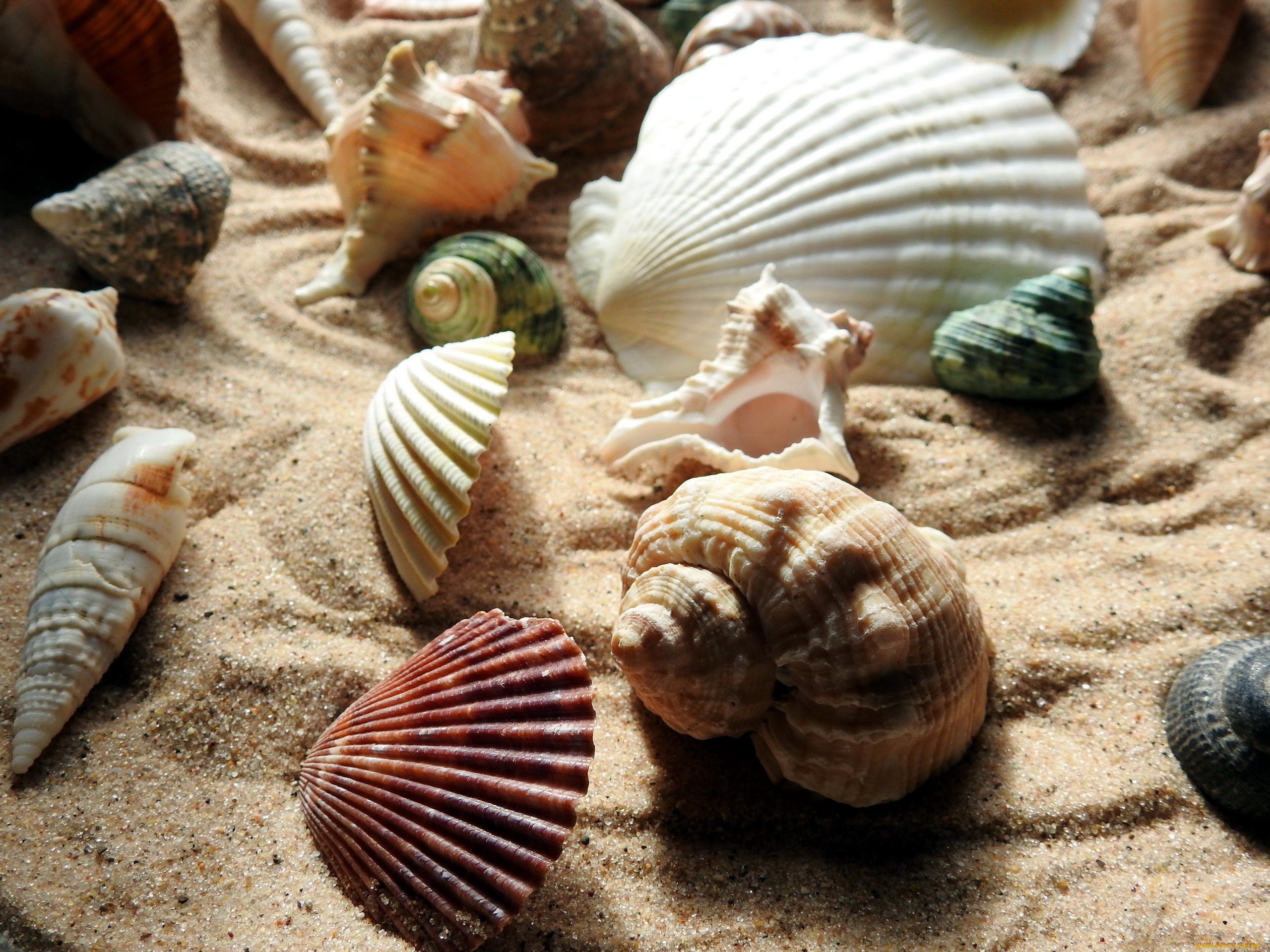 разное, ракушки, , кораллы, , декоративные, и, spa-камни