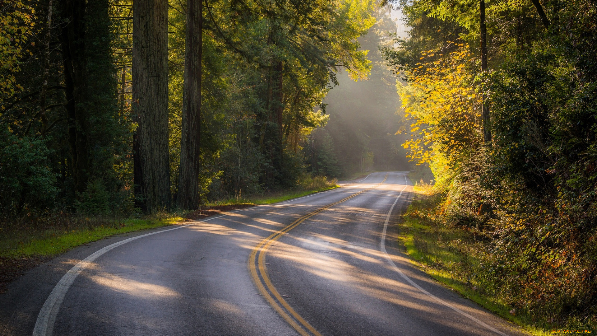 природа, пейзажи, дорога, осень, лес, деревья, калифорния, california, sonoma, county, bohemian, highway, сонома