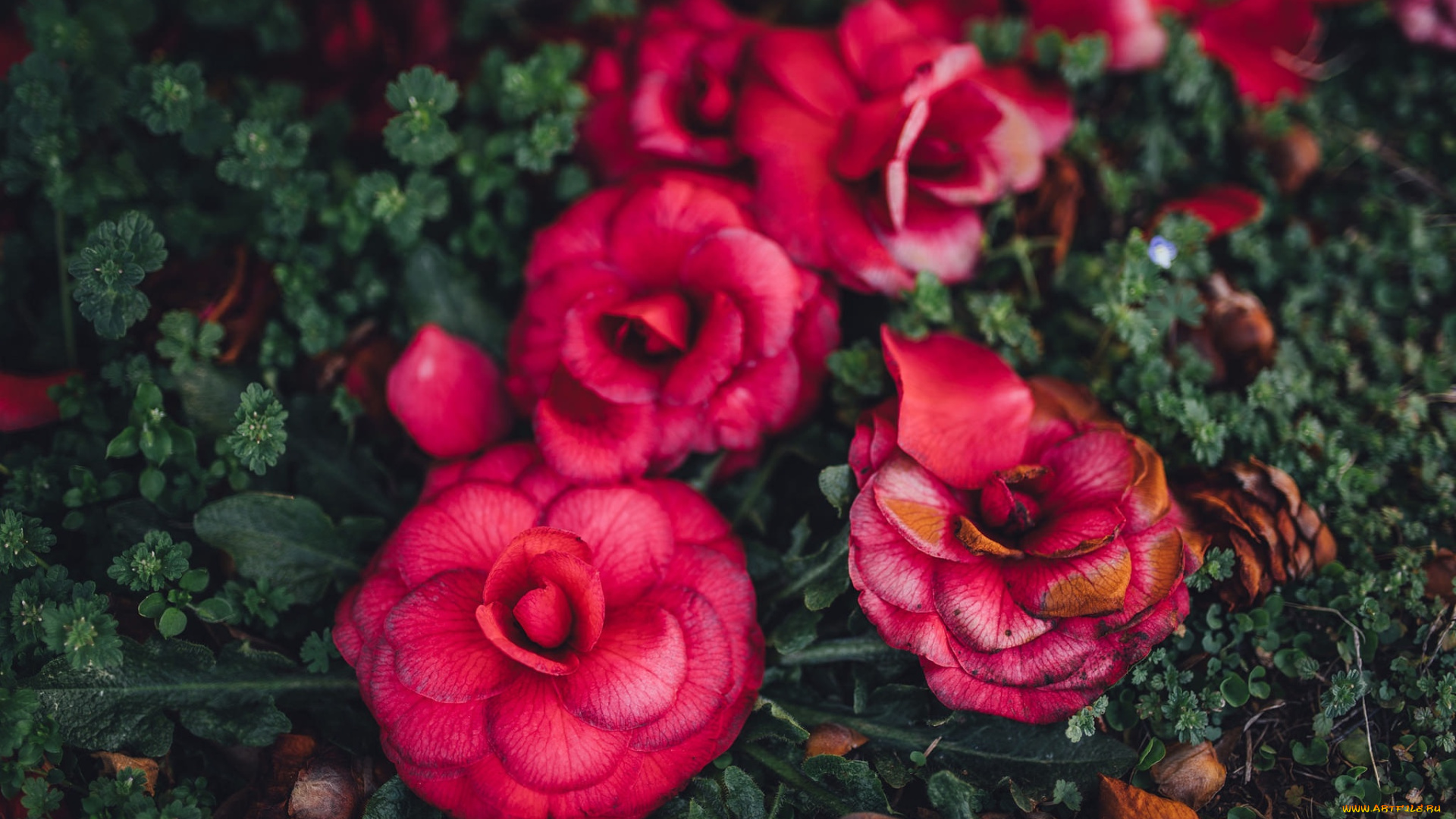 цветы, розы