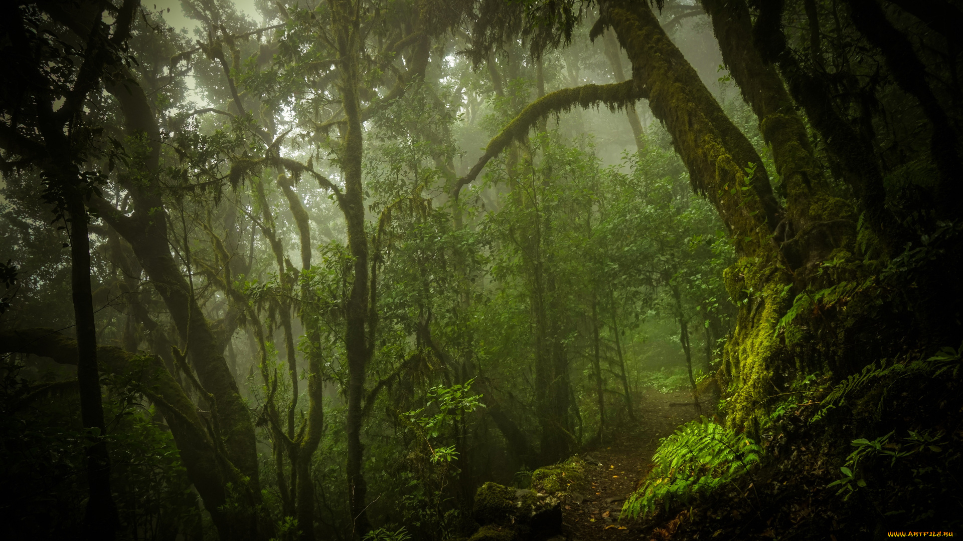 природа, лес, джунгли