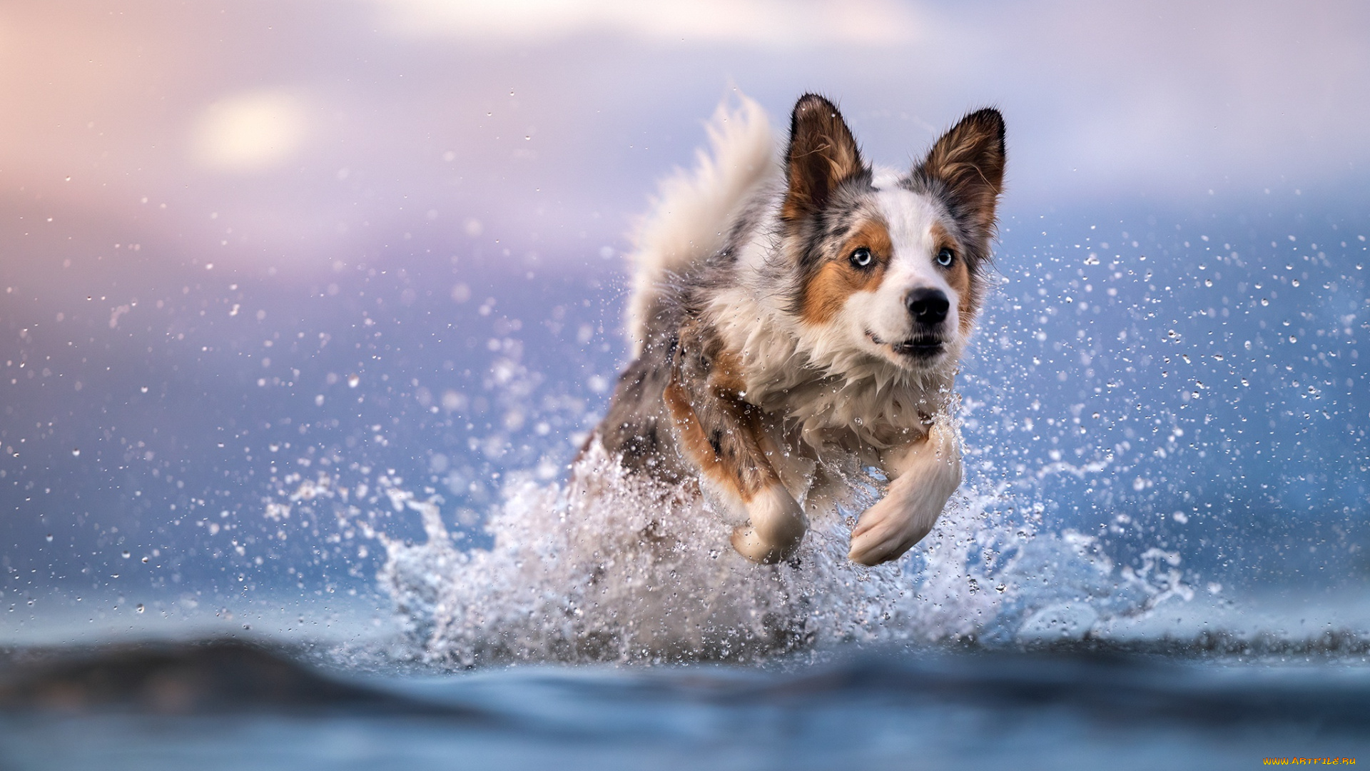 животные, собаки, собака