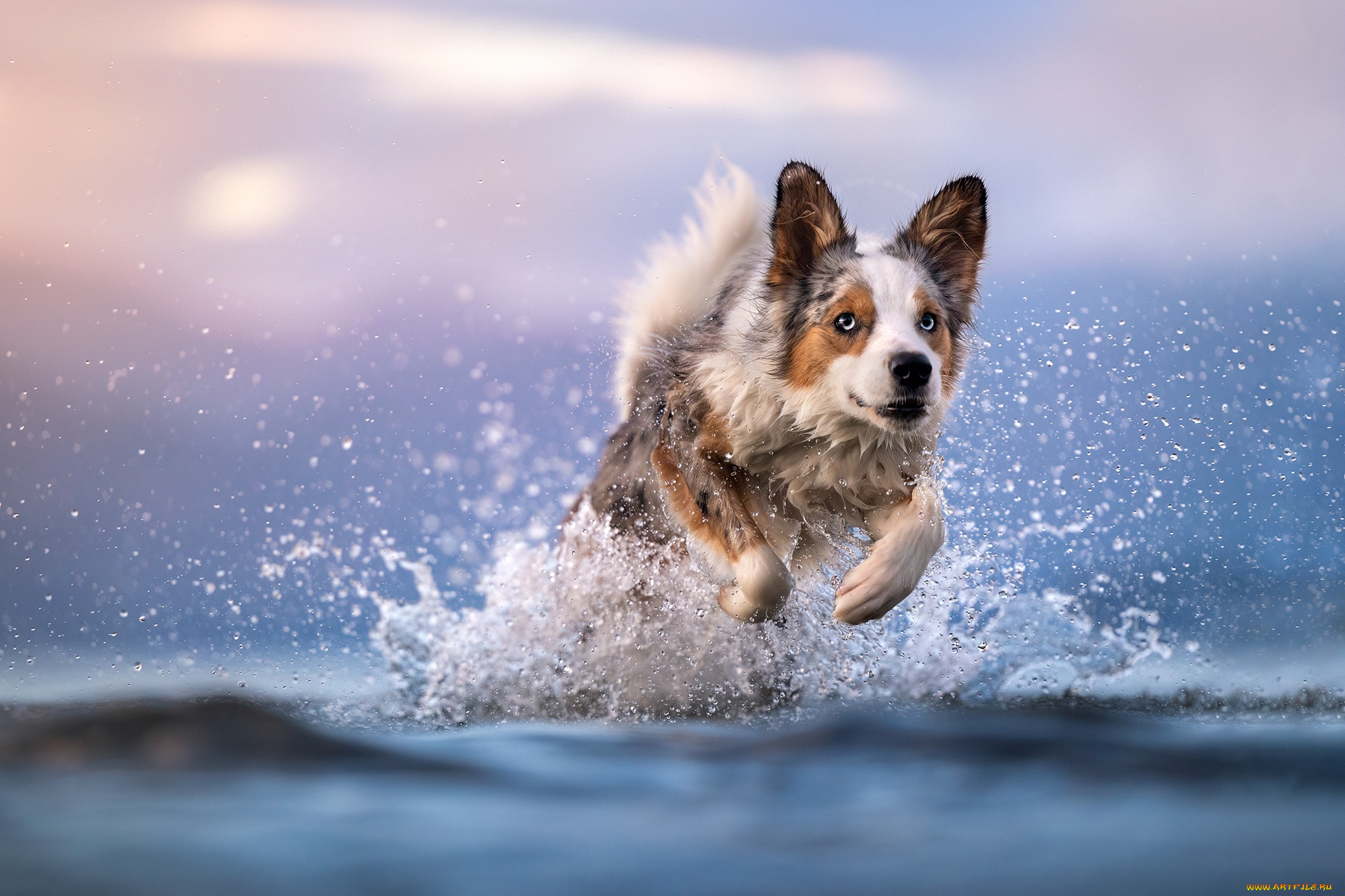 животные, собаки, собака