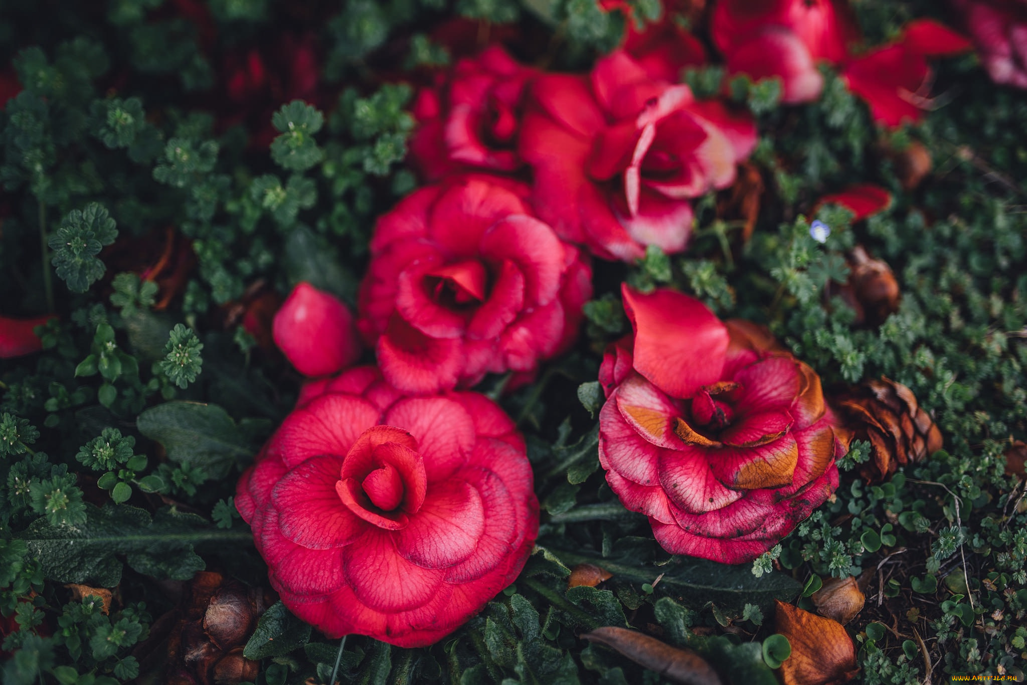 цветы, розы