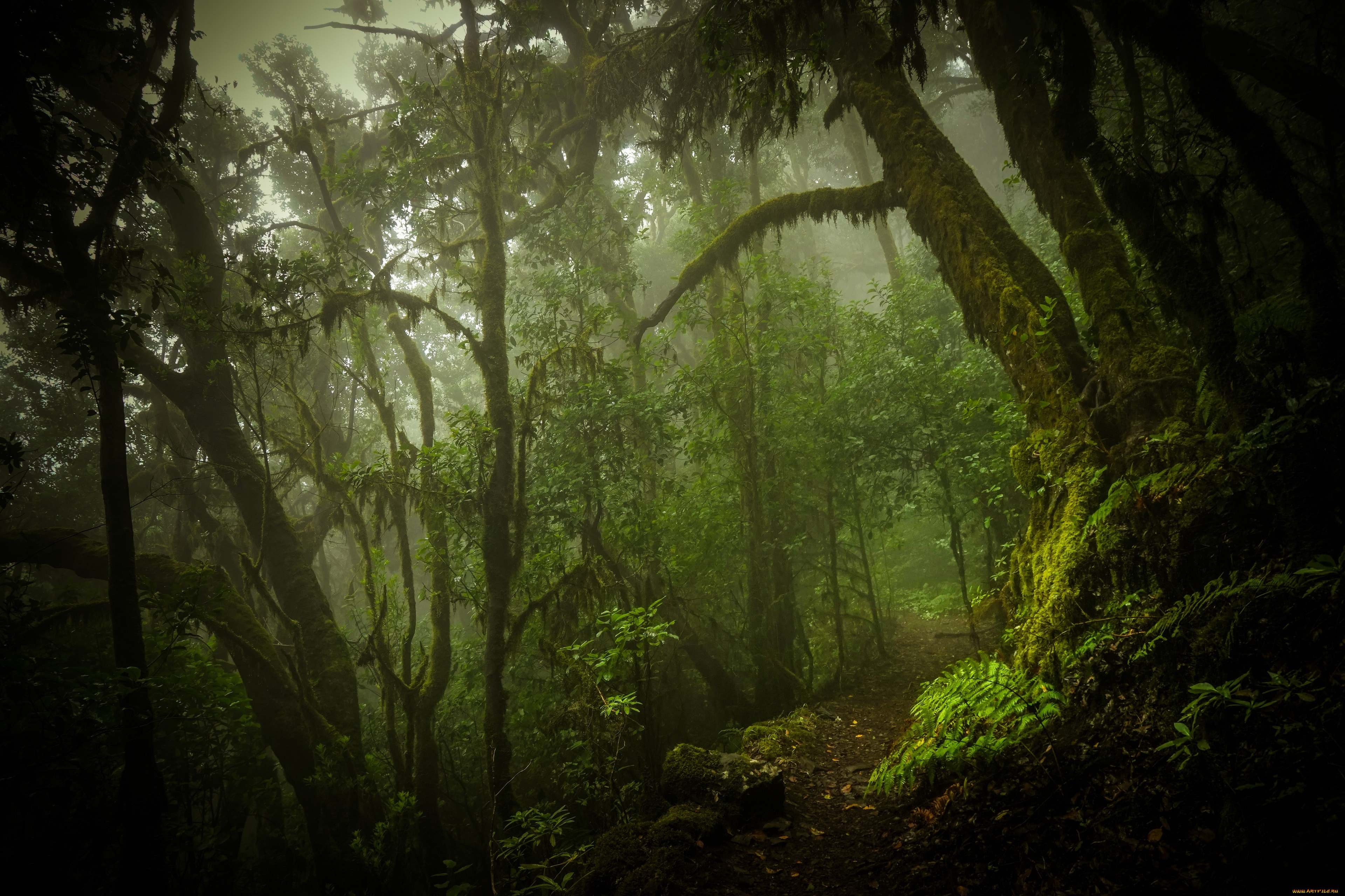 природа, лес, джунгли