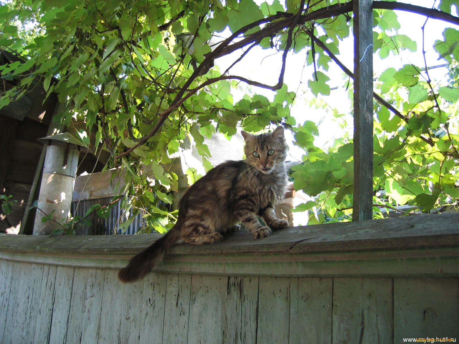 животные, коты