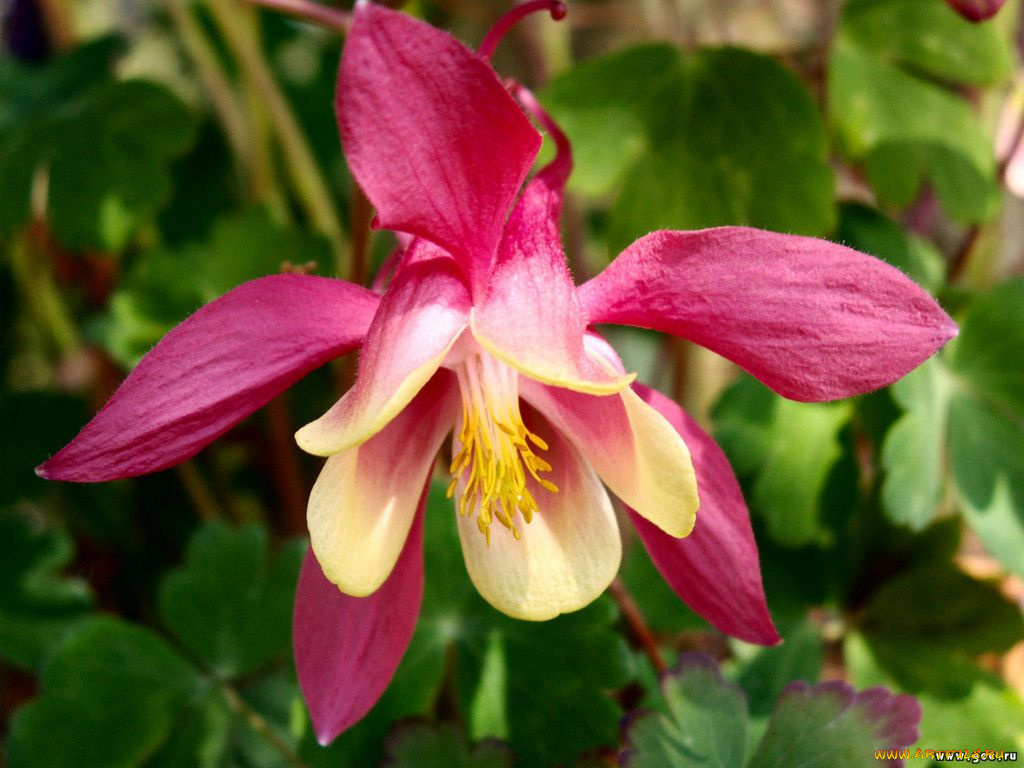 цветы, аквилегия, водосбор