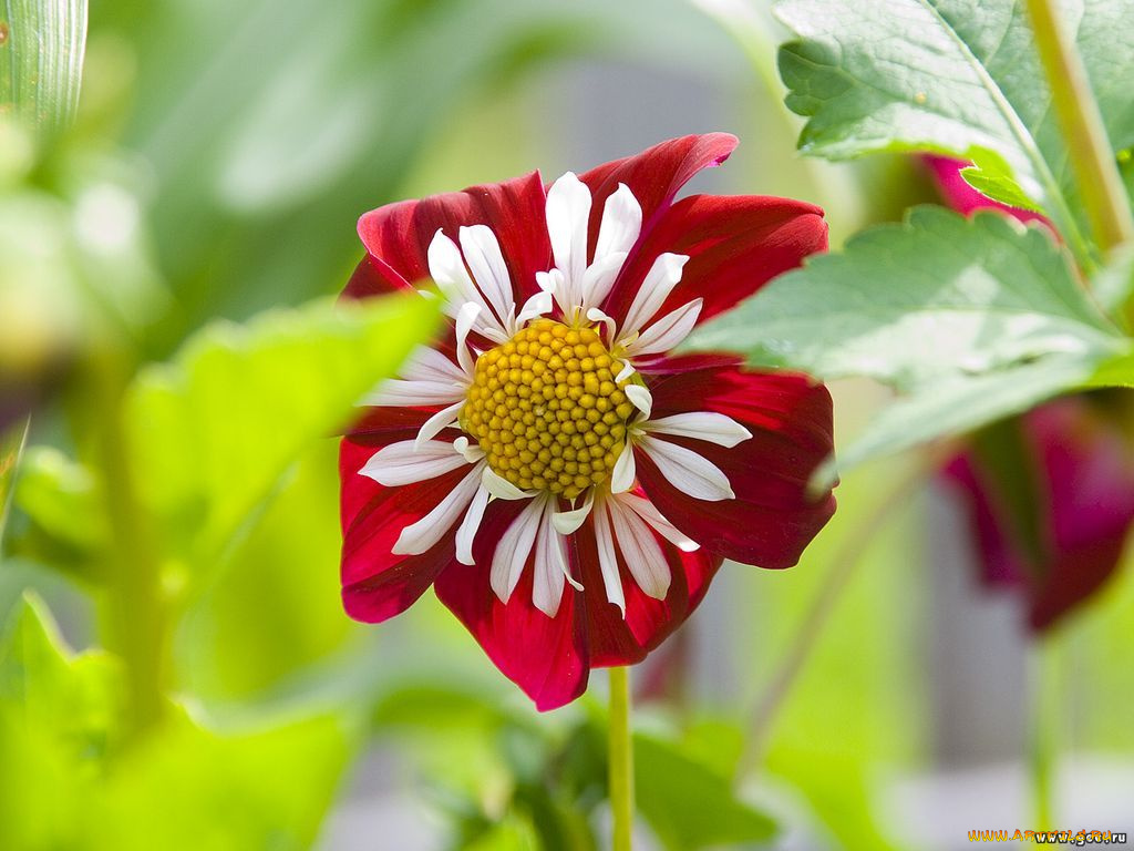 цветы, георгины