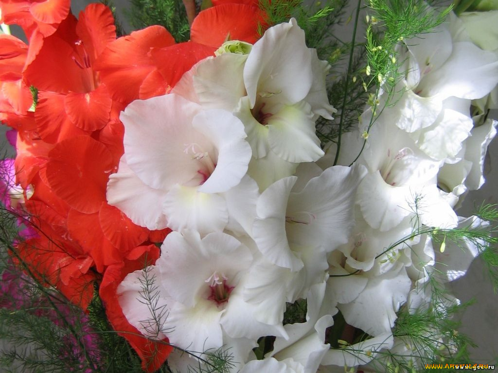 цветы, гладиолусы