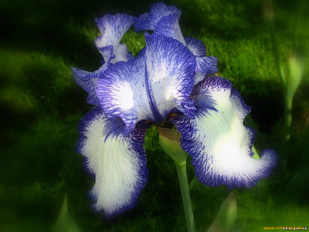 цветы, ирисы