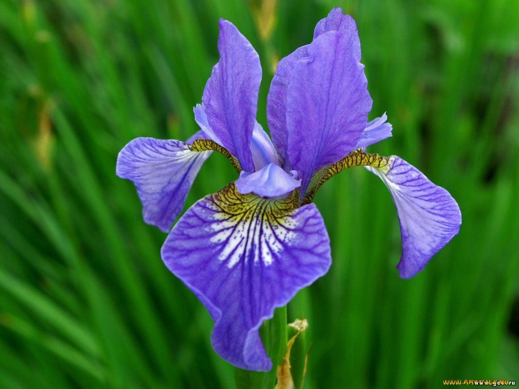 цветы, ирисы