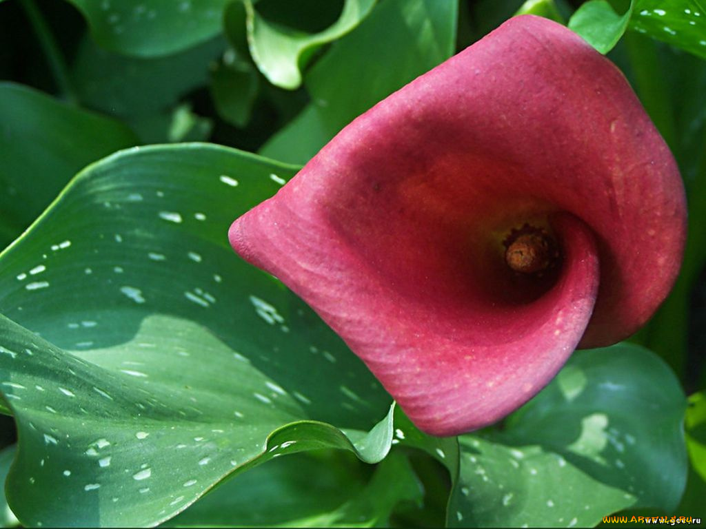 цветы, каллы