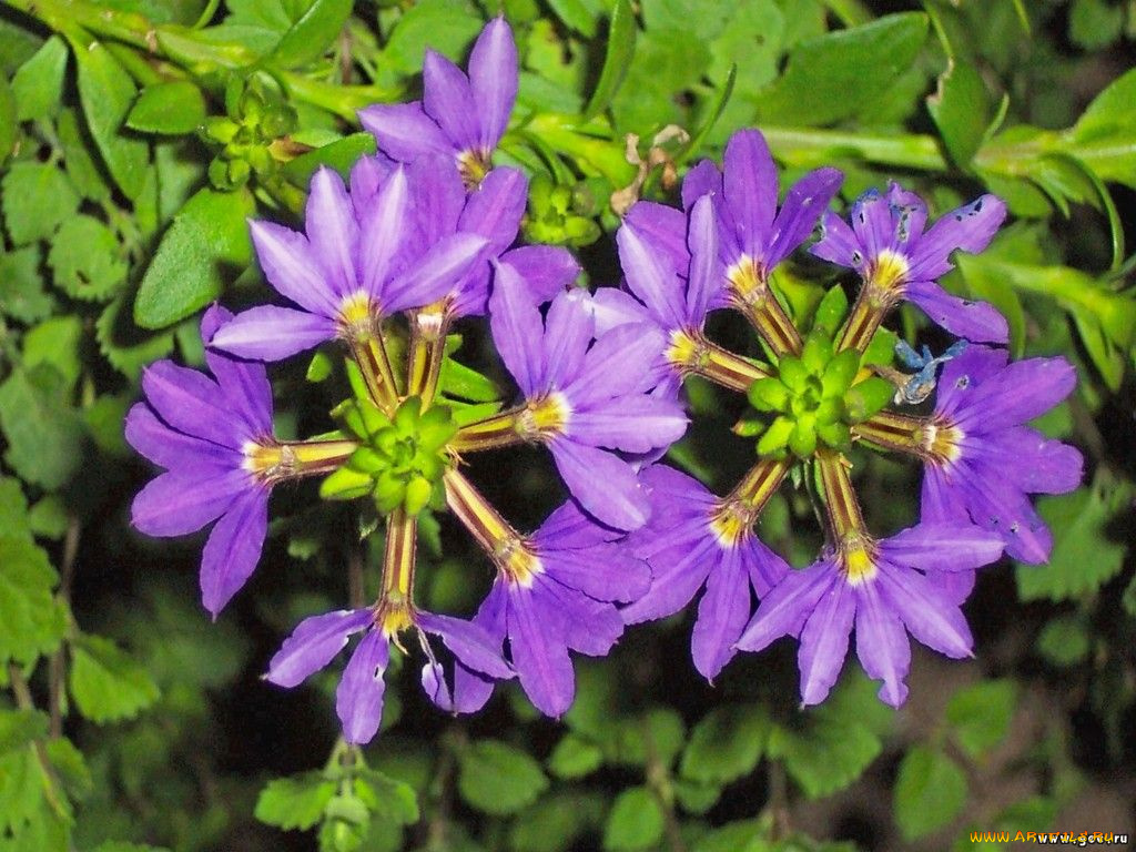 цветы, лобелии