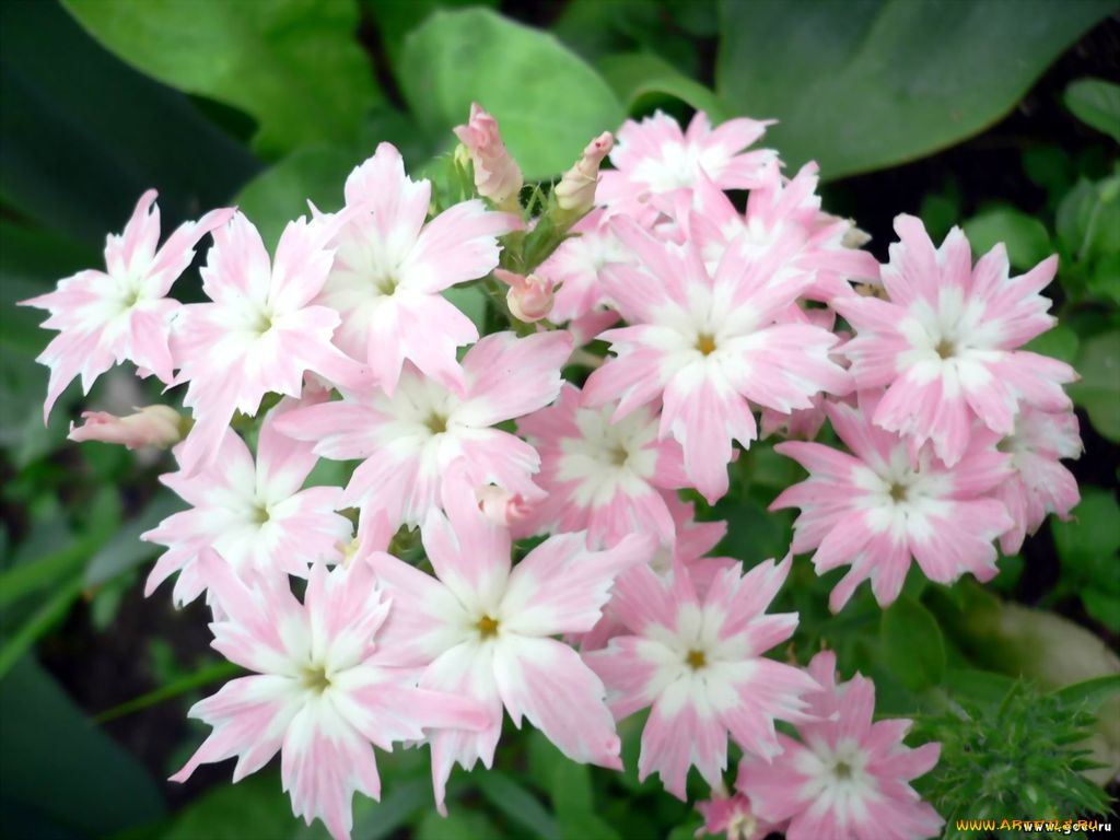 цветы, примулы