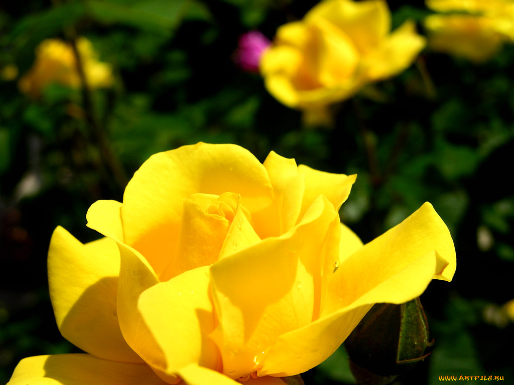 цветы, розы