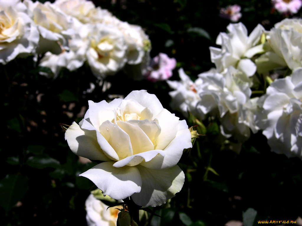 цветы, розы