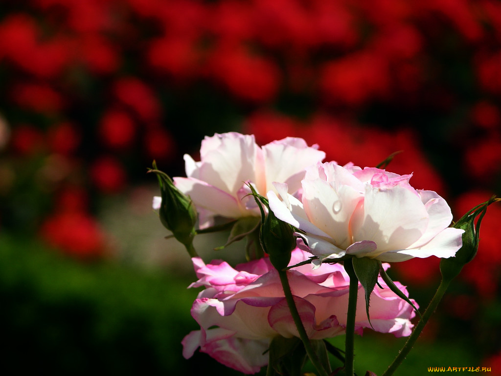 цветы, розы