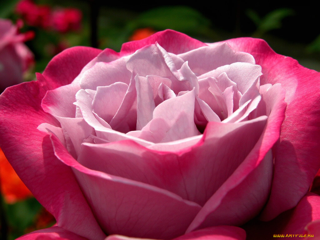 цветы, розы