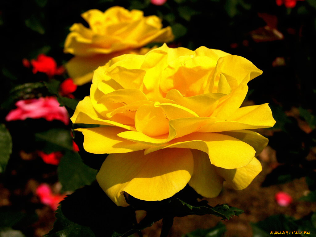 цветы, розы