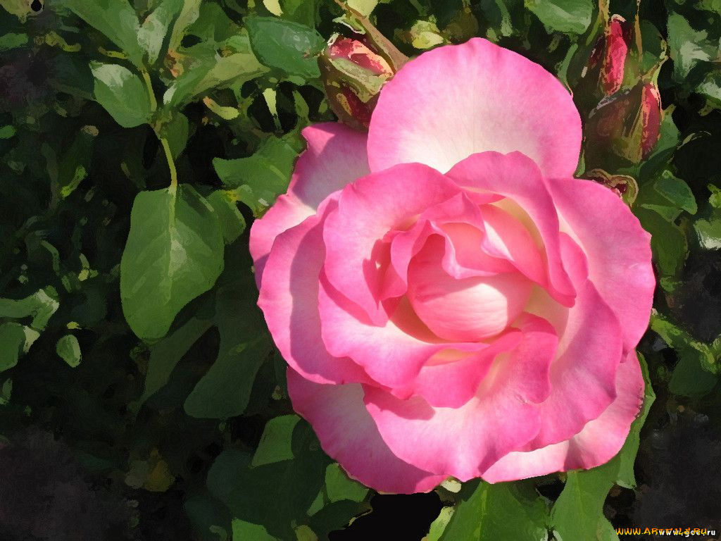 цветы, розы