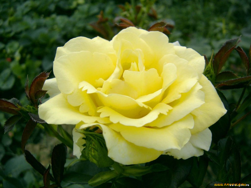 цветы, розы