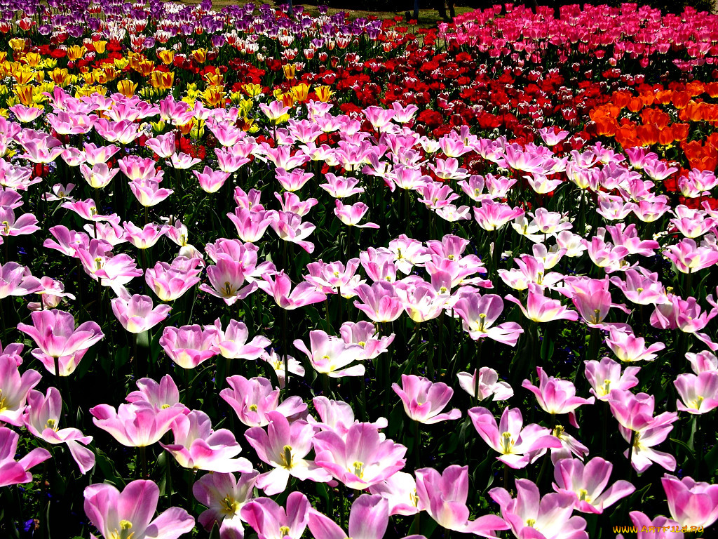цветы, тюльпаны