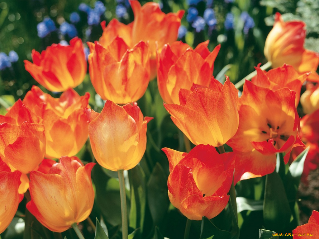 цветы, тюльпаны
