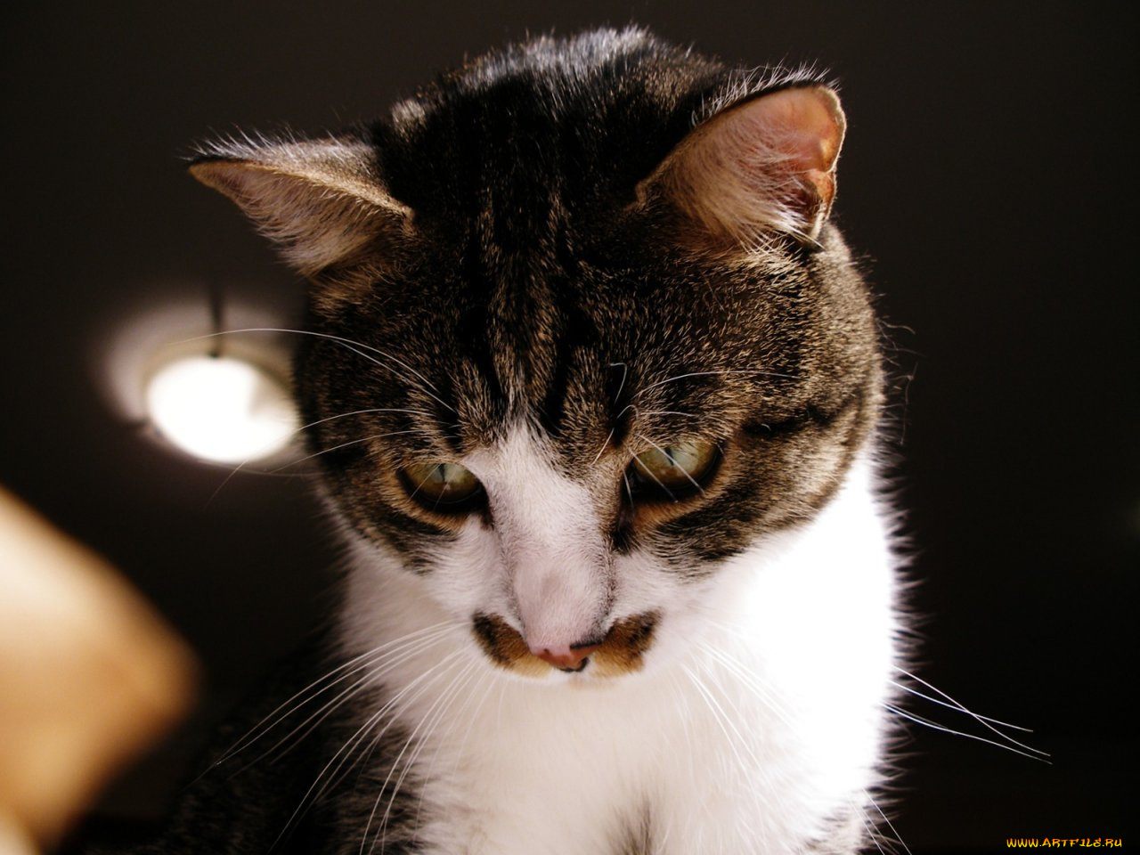 животные, коты