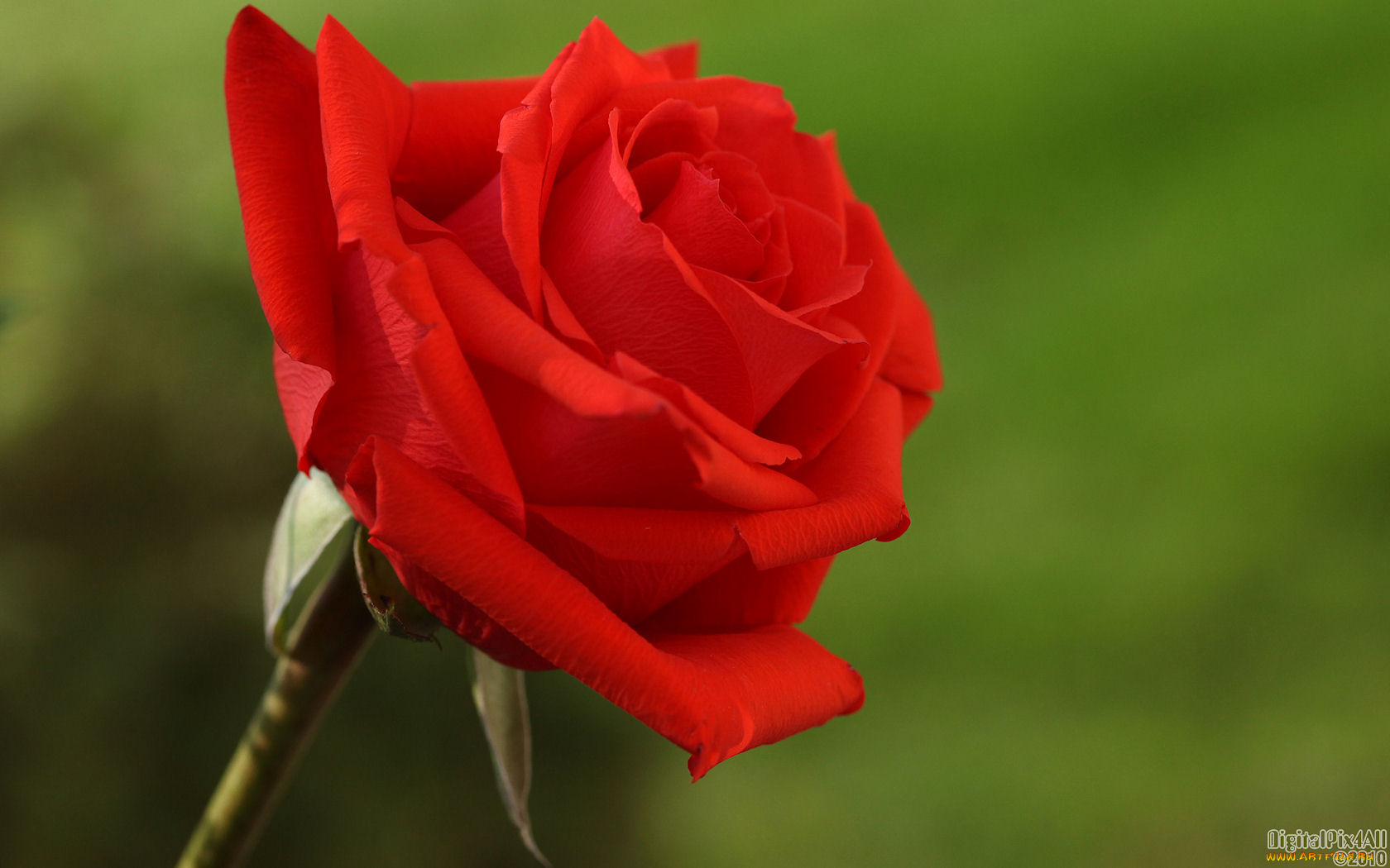 цветы, розы