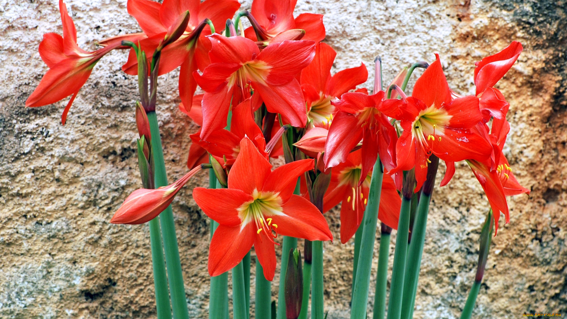 амарилис, цветы, амариллисы, гиппеаструмы, красный, стена